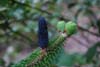abies delavayi